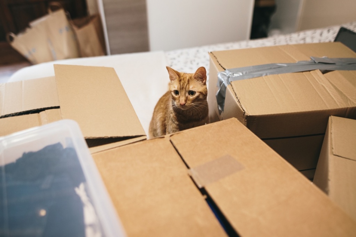 Traslocare con il gatto: quali accorgimenti sono importanti per la sua serenità?